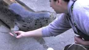 Feedling time  Alaska Sealife Center