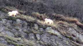 Alaskan Mountain Goats. 2 Billy's browsing the cliffside.