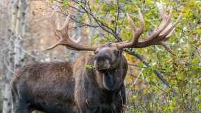 MONSTER BULL MOOSE CHASE OFF 3 BULLS | 4K