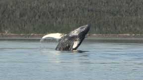 Amazing Whales and Sea Lions in Saginaw Channel!  Juneau, Alaska!