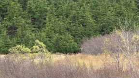 GRIZZLY BEAR BURIES MOOSE CARCASS | 4K