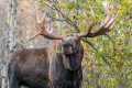 MONSTER BULL MOOSE CHASE OFF 3 BULLS